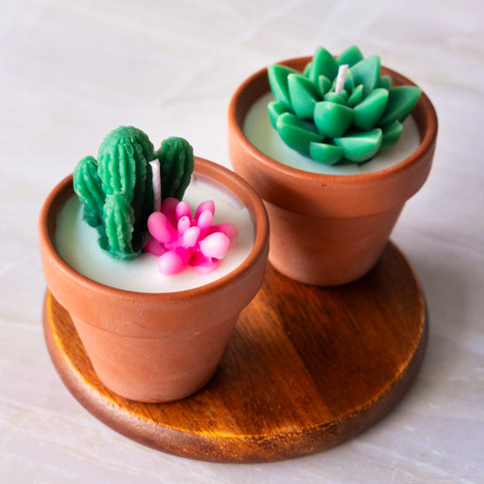 Succulent & Cactus